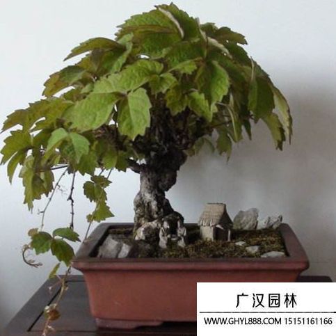 美國爬山虎盆景 美國爬山虎盆景