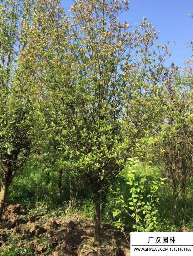 欏木石楠 欏木石楠