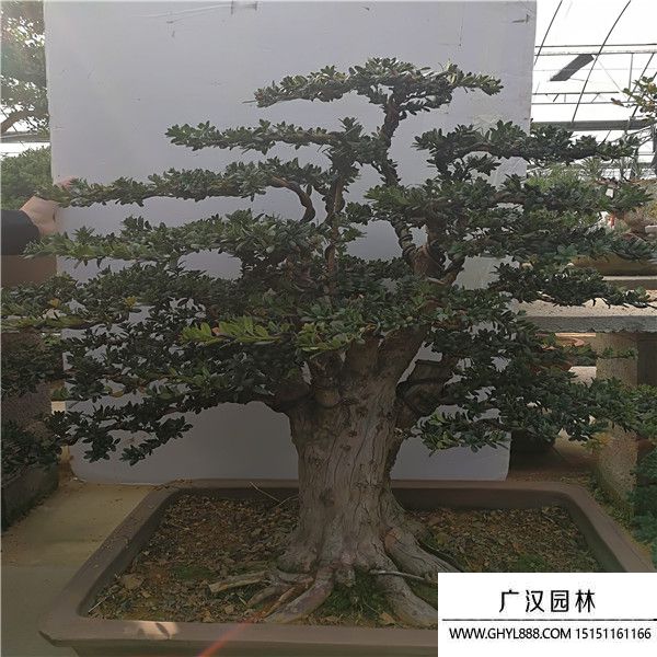 羅漢松盆景 (1).jpg