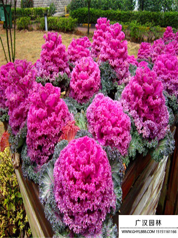 羽衣甘藍 (6).jpg