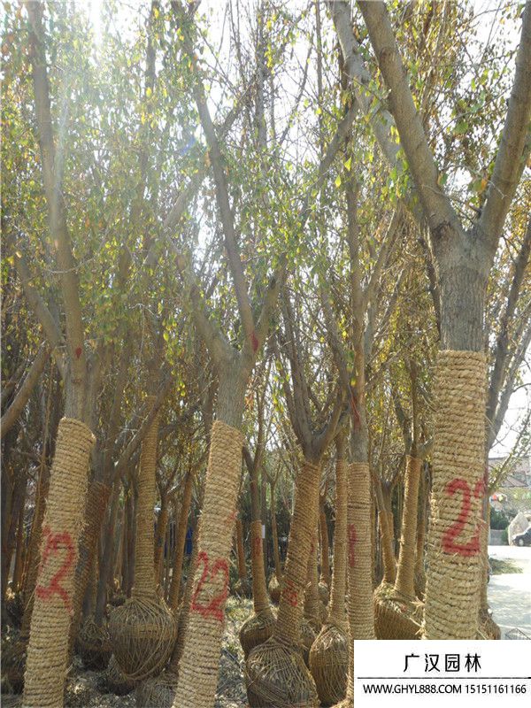 嫁接銀杏.j (1).jpg