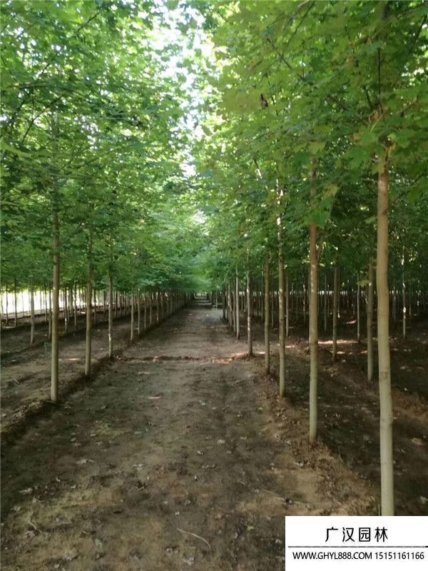 美國(guó)紅楓 (15).jpg