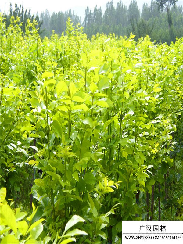 金葉白臘  (9).jpg