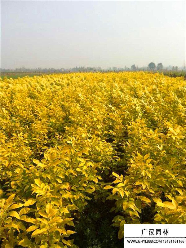 金葉白臘  (6).jpg