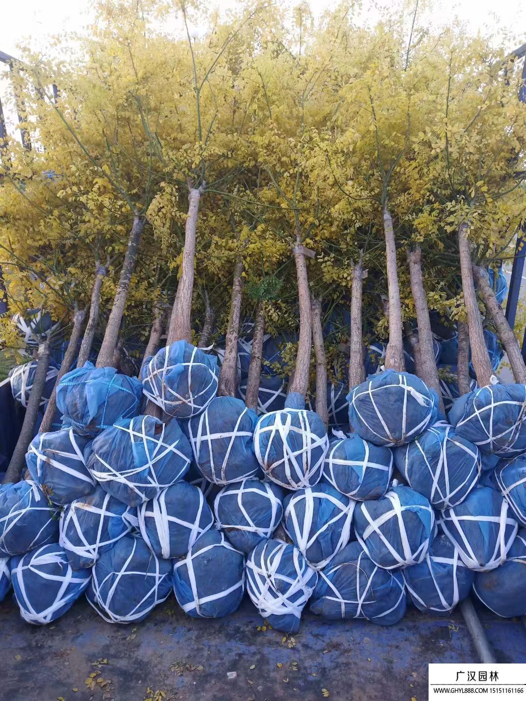 金葉國(guó)槐 (5).jpg