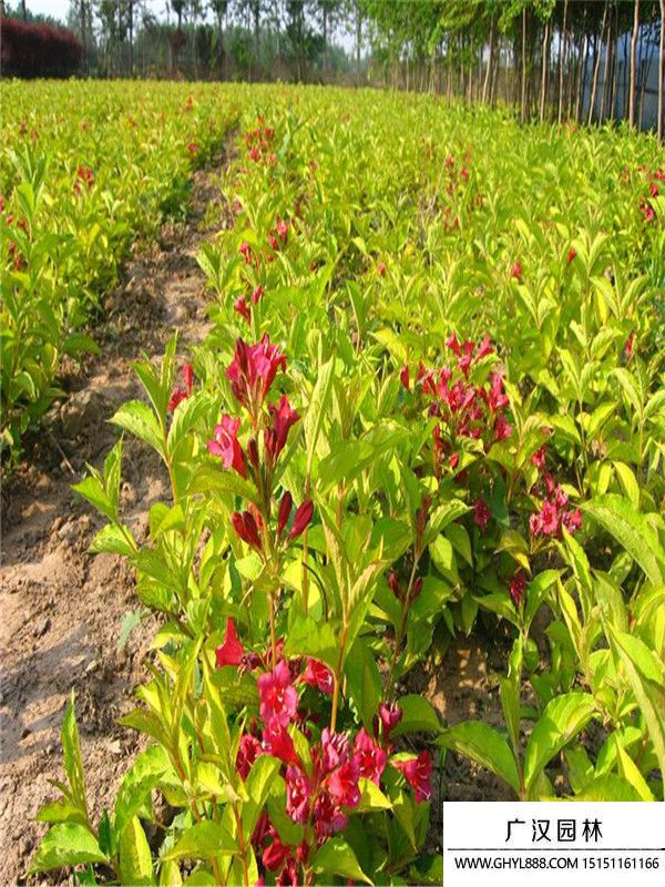 金葉錦帶 (5).jpg