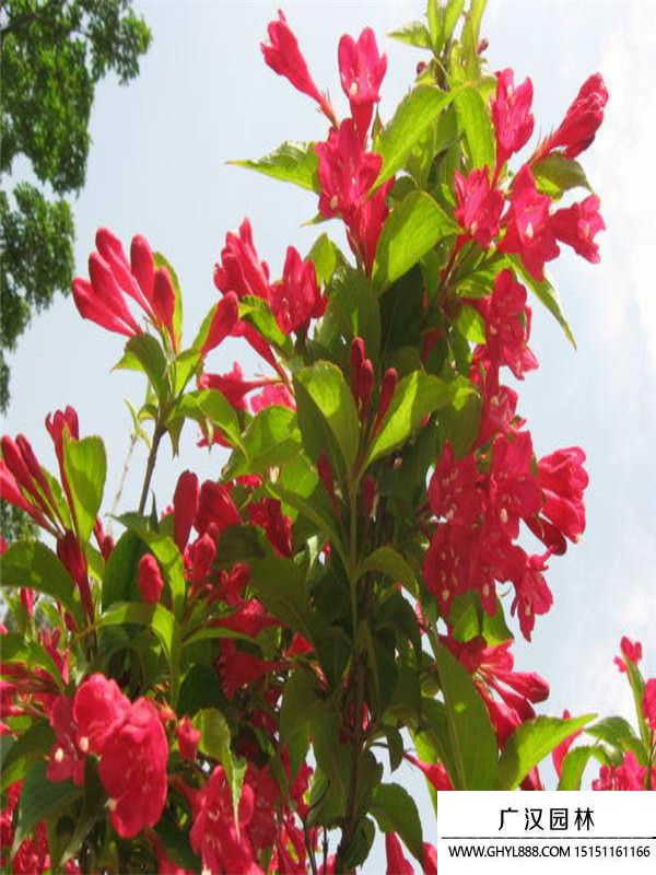 金葉錦帶 (11).jpg