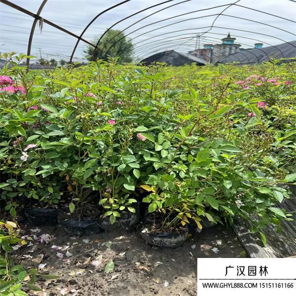 豐花月季 (1).jpg