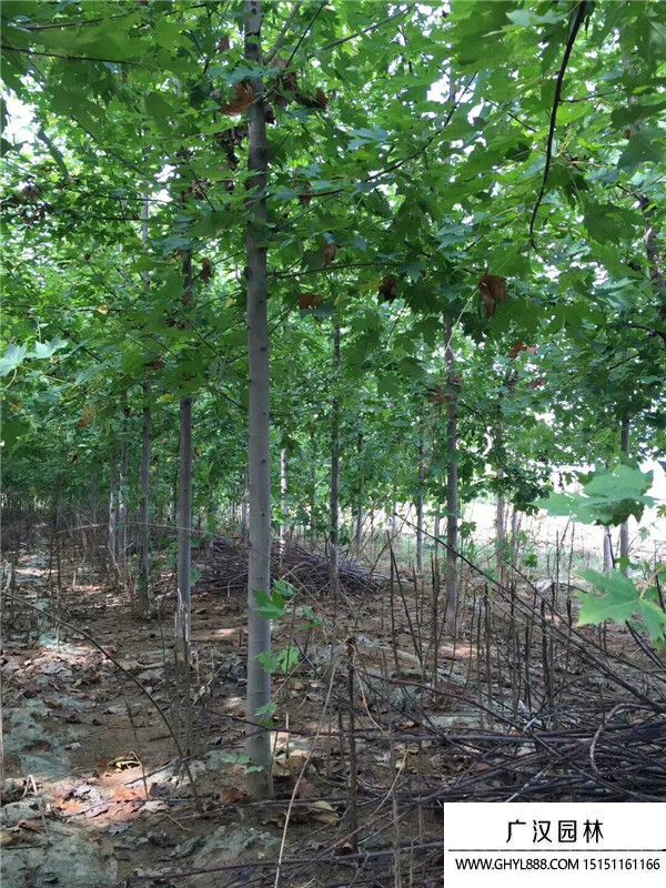 美國紅楓 (10).jpg