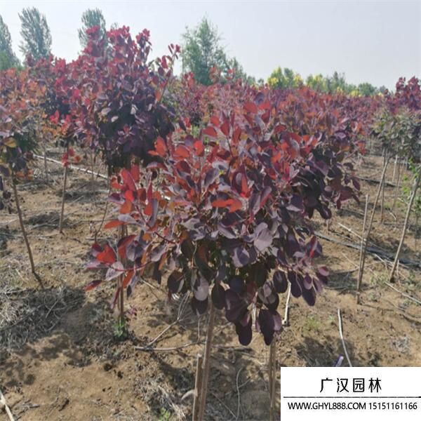 美國紅櫨 (6).jpg