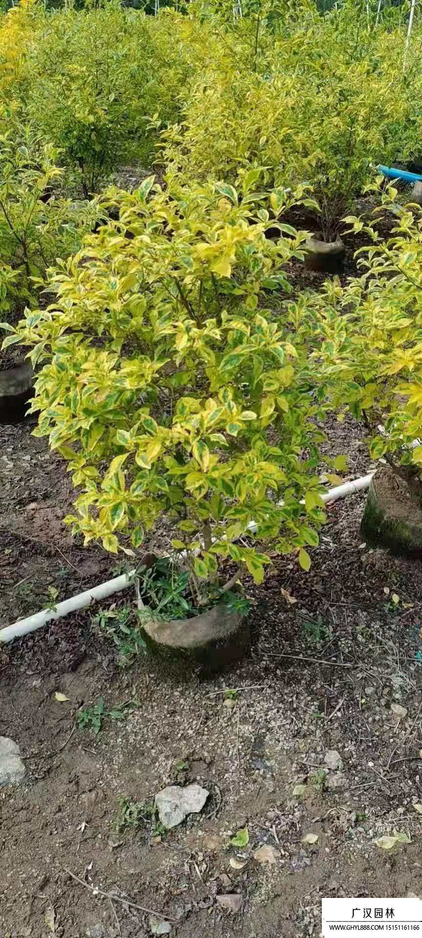 金葉假連翹 (2).jpg