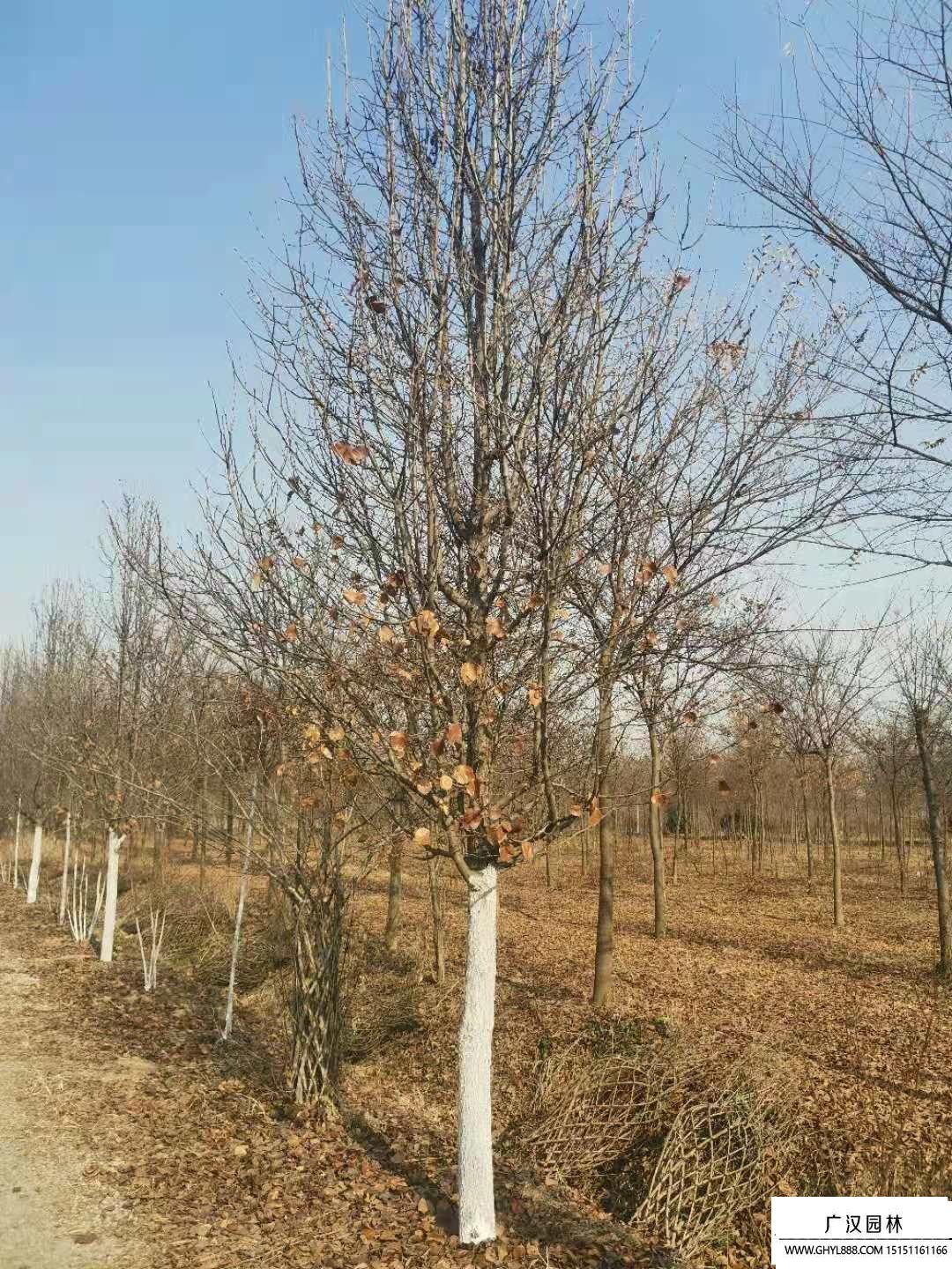 彩葉豆梨 (3).jpg