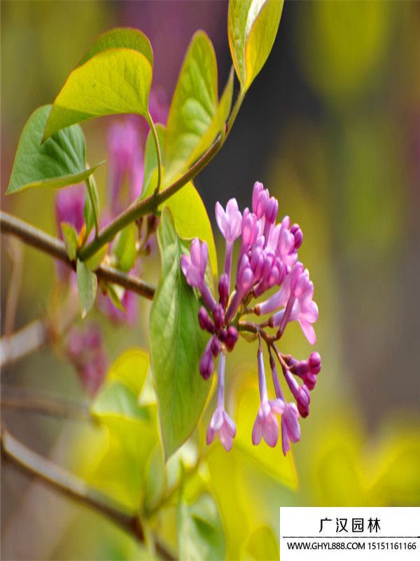 暴馬丁香 (6).jpg