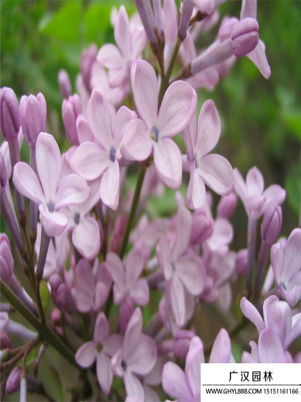 暴馬丁香 (8).jpg