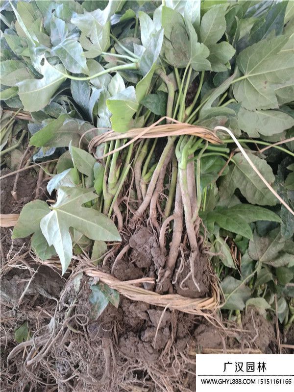 八角金盤 (7).jpg