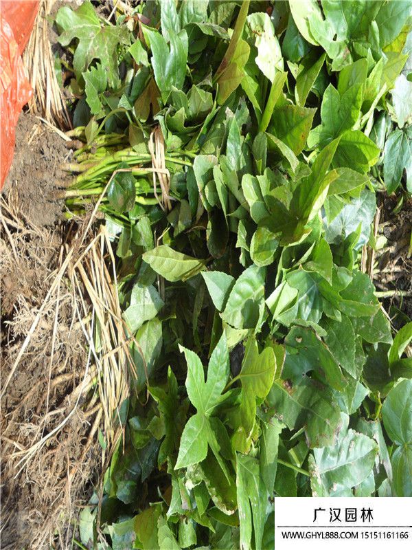 八角金盤(pán) (9).jpg