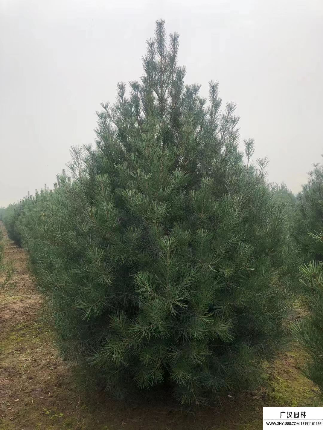 白皮松 (4).jpg 白皮松 (4).jpg