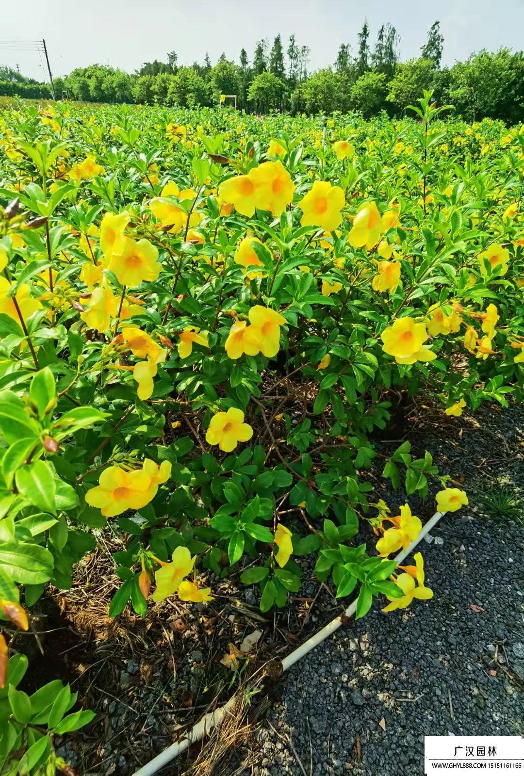 軟枝黃蟬 (2).jpg