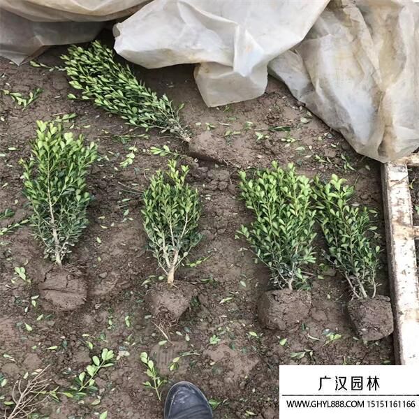 瓜子黃楊 (5).jpg