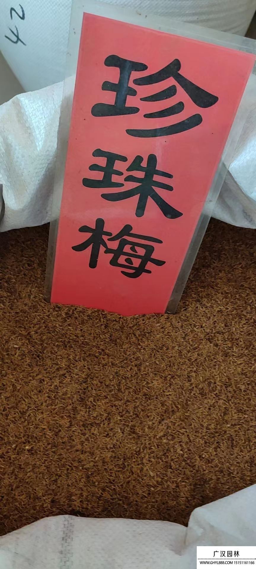 珍珠梅種子 珍珠梅種子