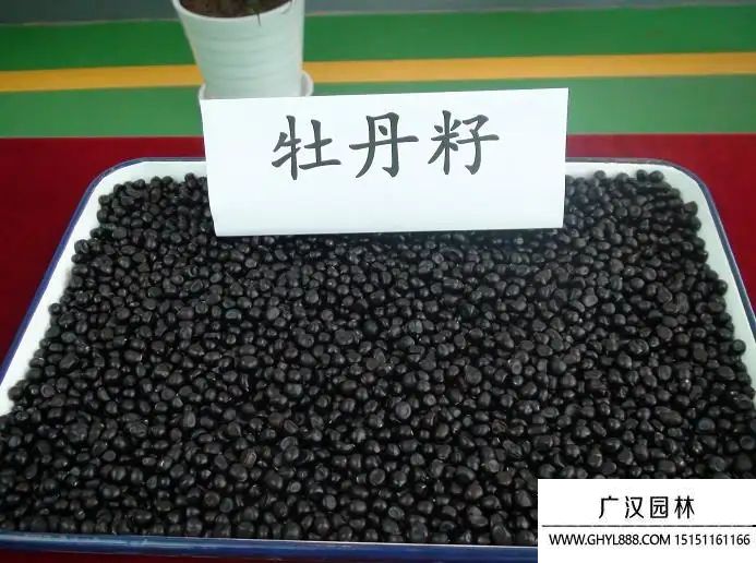 牡丹種子 (1).jpg 牡丹種子 (1).jpg