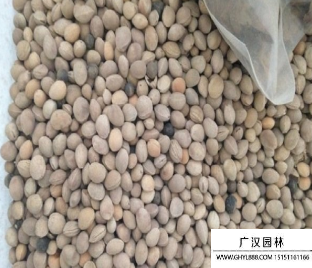 櫻桃種子 (1).png