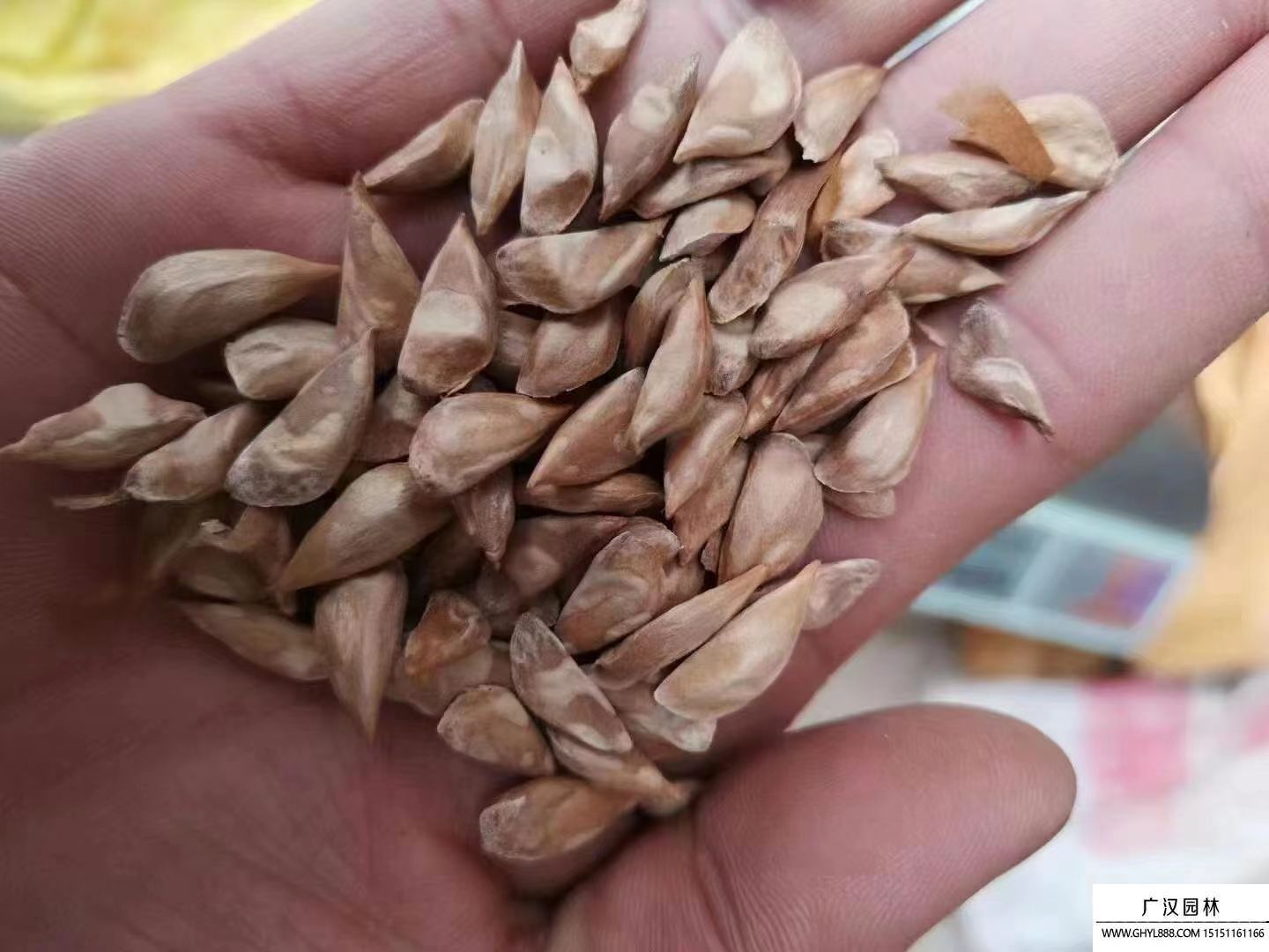 雪松種子 雪松種子