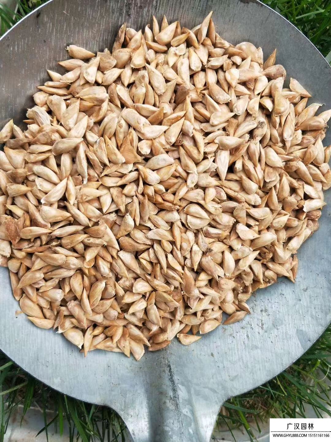 雪松種子 雪松種子