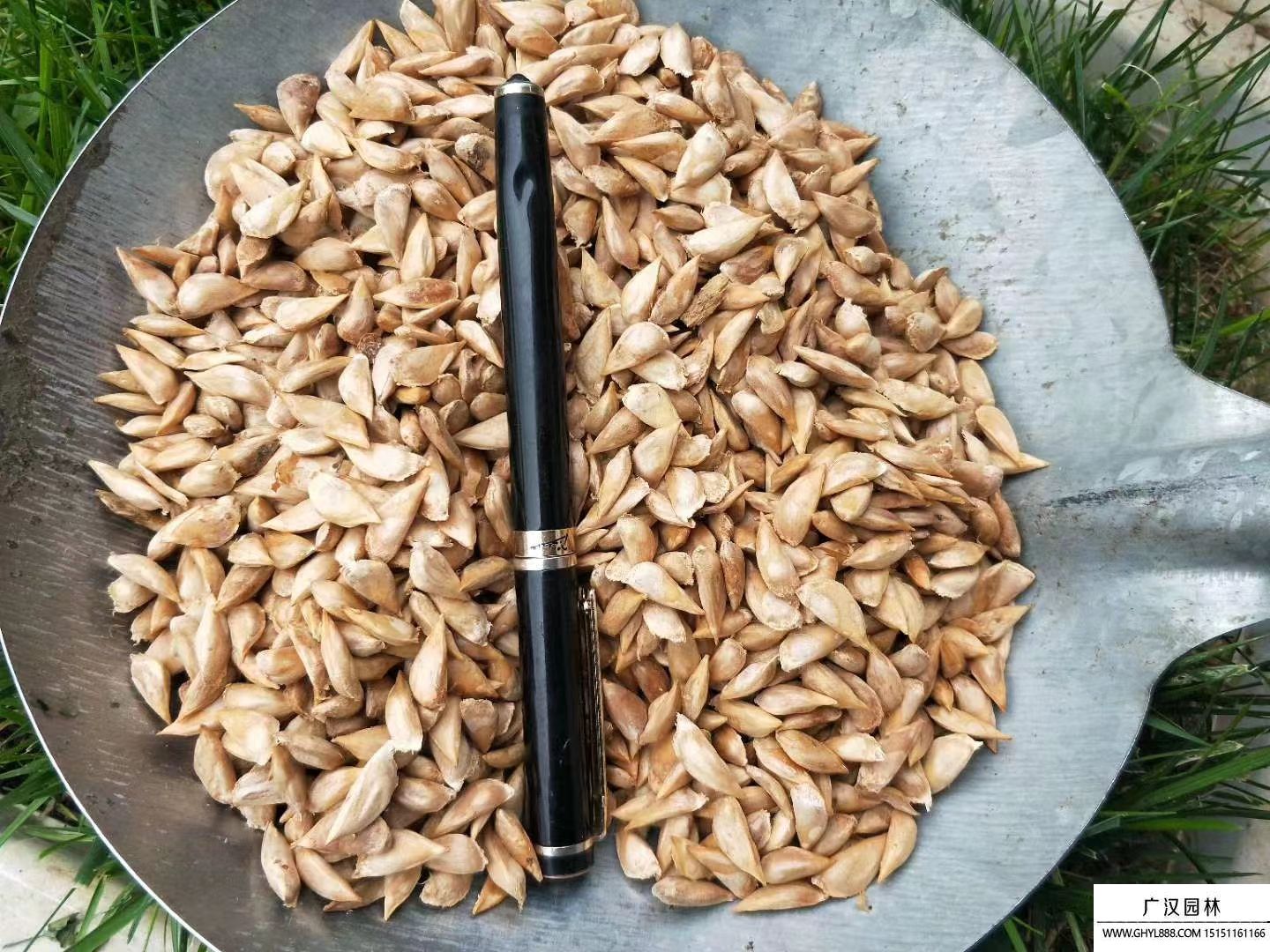 雪松種子 (1).jpg