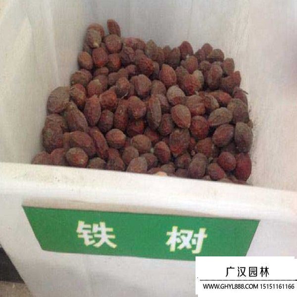 鐵樹種子 (1).jpg