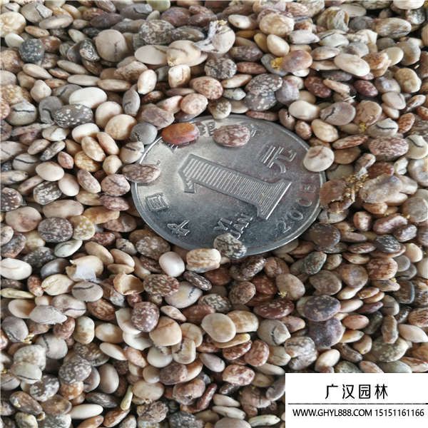 魯冰花種子 (3).jpg