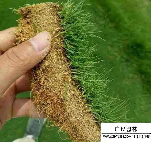 剪股穎種子播種方法(圖2)