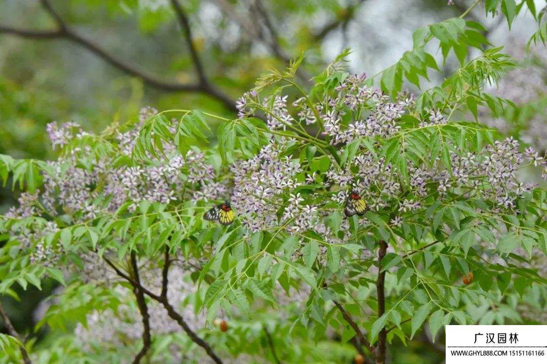 苦楝樹的藥用價值(圖1)