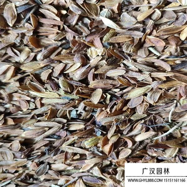 丁香種子 (1).jpg