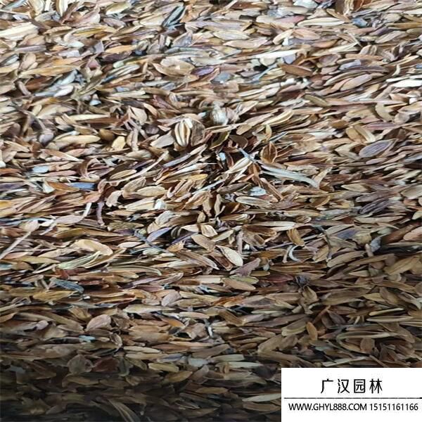 丁香種子 (2).jpg