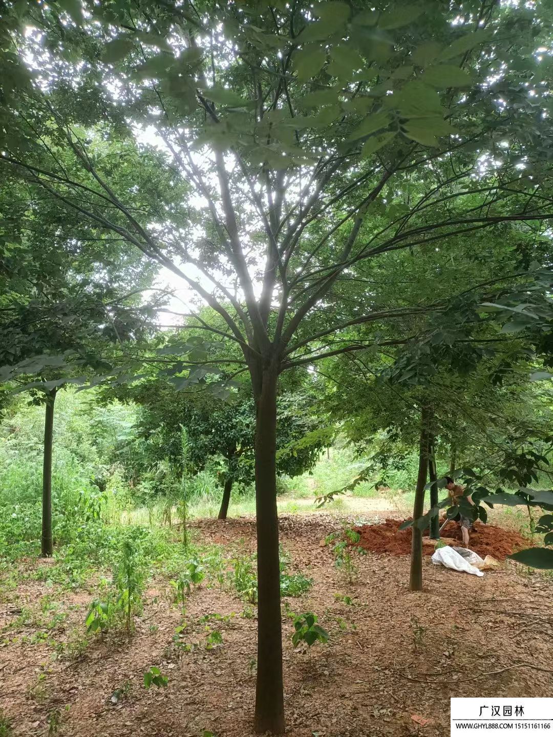 櫸樹(shù) (7).jpg