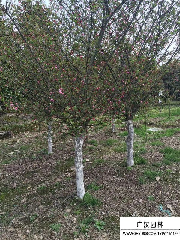 垂絲海棠 (8).jpg