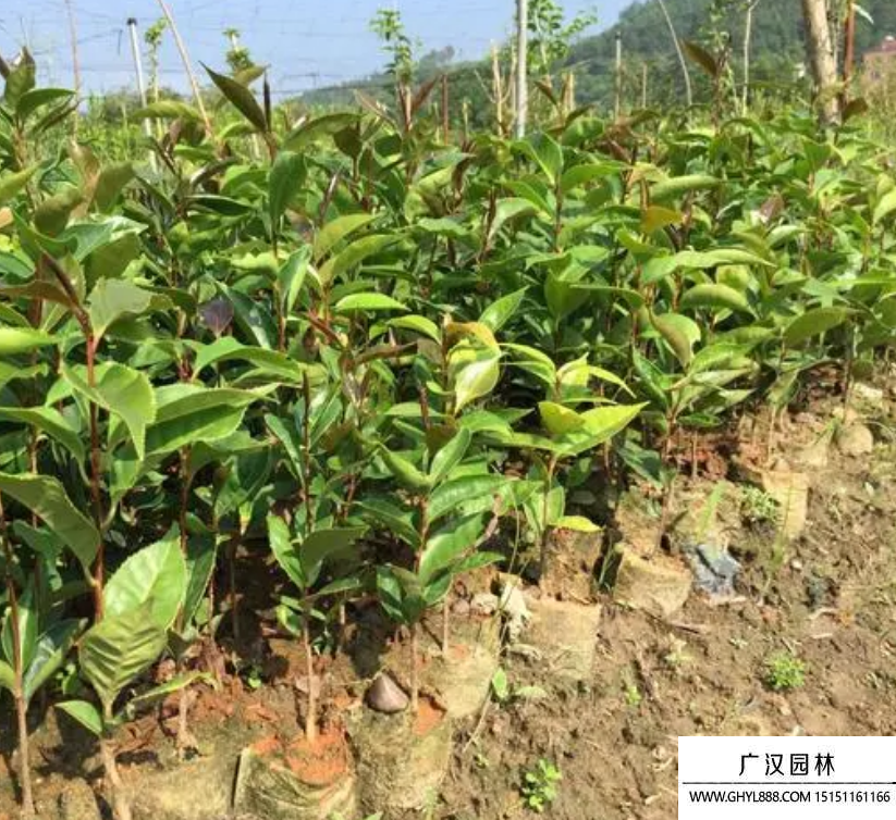 紅花油茶 紅花油茶