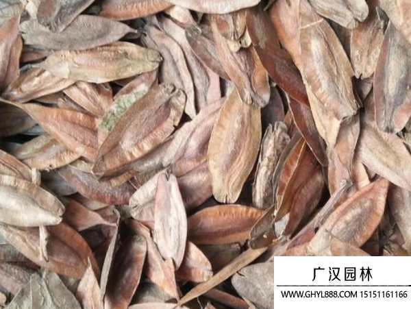 杜仲種子 杜仲種子