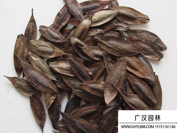 杜仲種子 杜仲種子