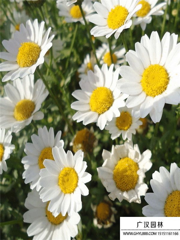 白晶菊 (5).jpg 白晶菊 (5).jpg