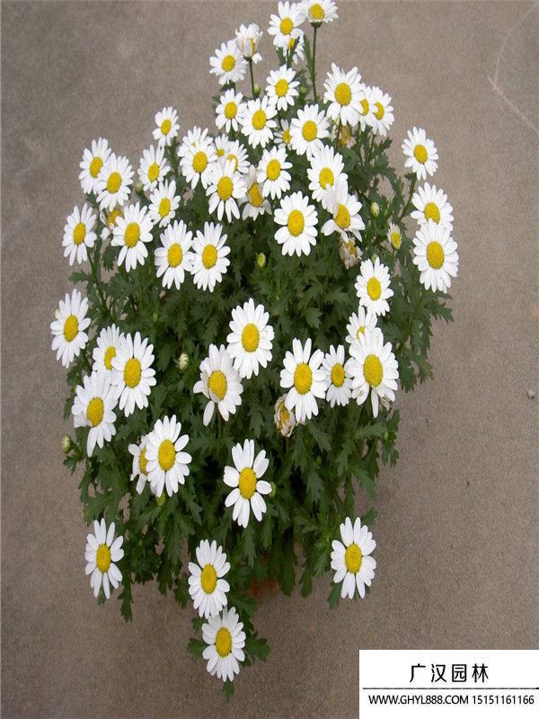 白晶菊 (2).jpg 白晶菊 (2).jpg