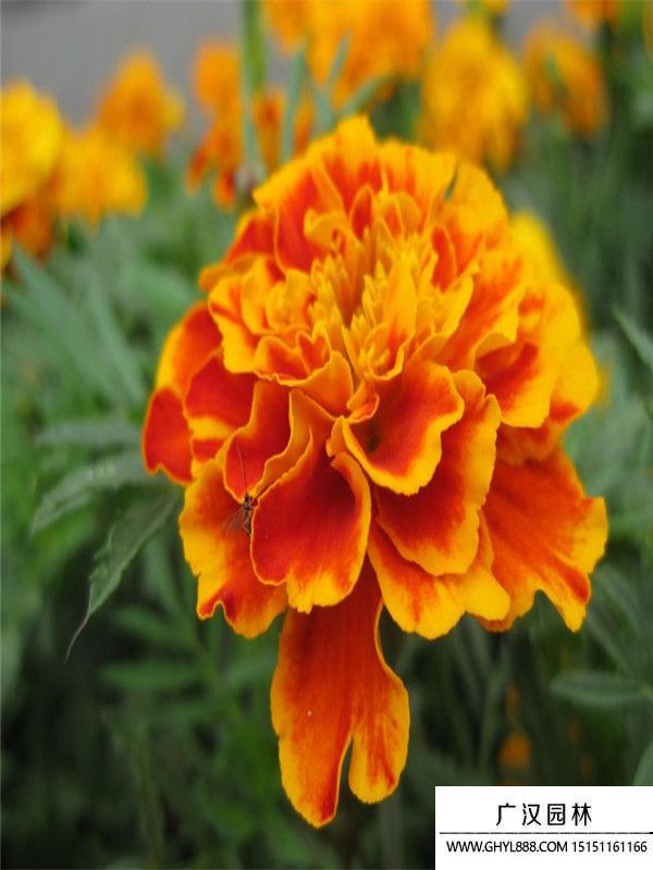 萬壽菊2.jpg 萬壽菊2.jpg