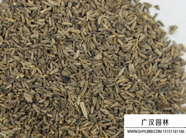 白晶菊種子 白晶菊種子