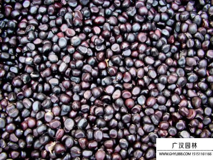 牡丹種子 (3).jpg 牡丹種子 (3).jpg