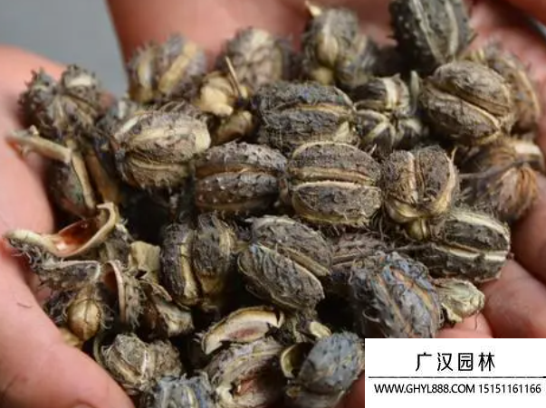 蓖麻種子 蓖麻種子