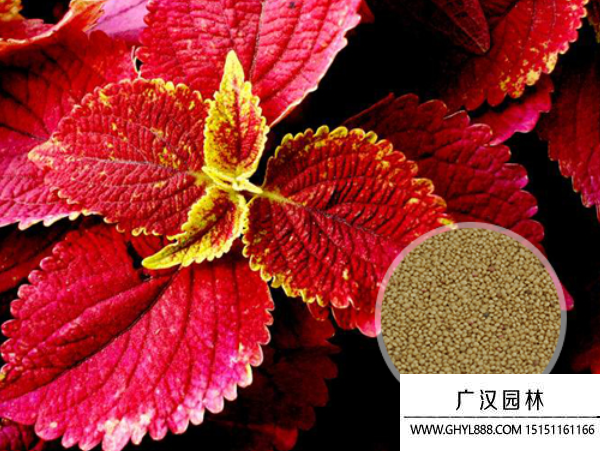 雁來(lái)紅種子 雁來(lái)紅種子