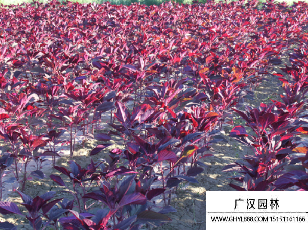 雁來(lái)紅 雁來(lái)紅