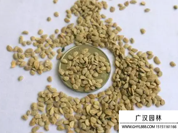 鴨腳木種子 鴨腳木種子