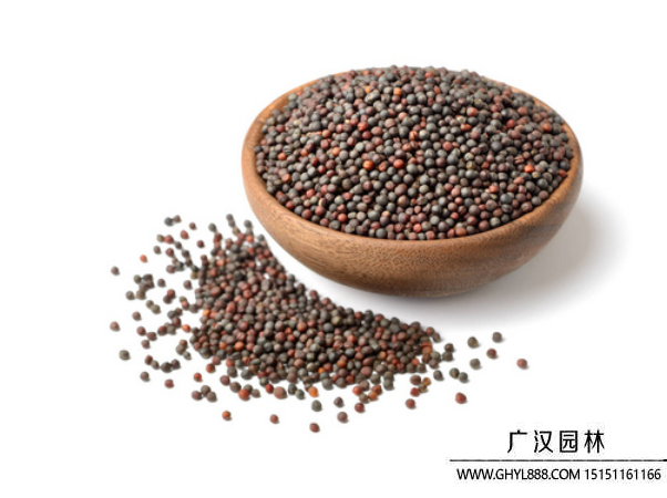 油菜種子 油菜種子